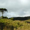 Araucaria moist forest in Aparados da Serra National Park, Brazil