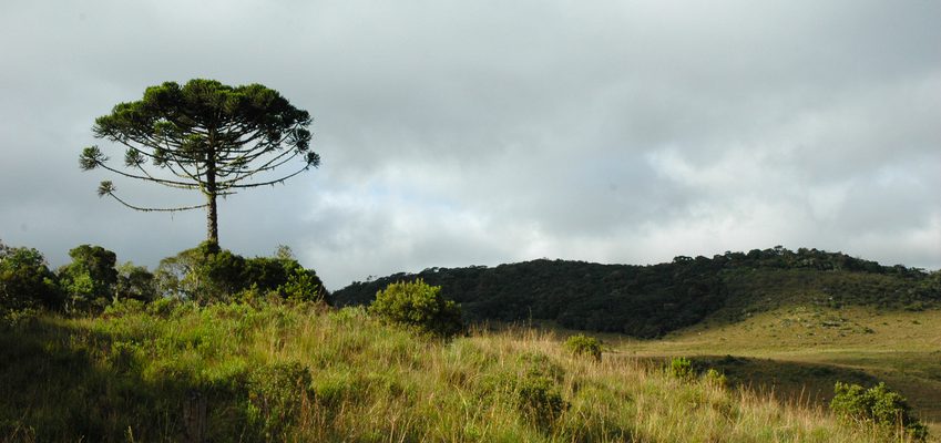 Araucaria moist forest in Aparados da Serra National Park, Brazil