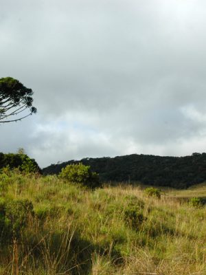 Araucaria moist forest in Aparados da Serra National Park, Brazil