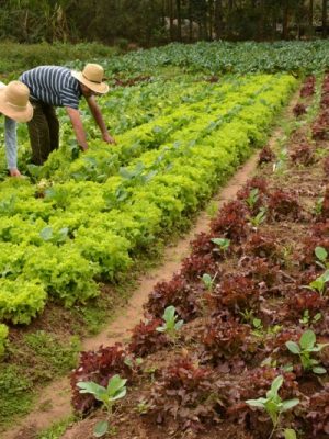 22115127_60116_gdo-2