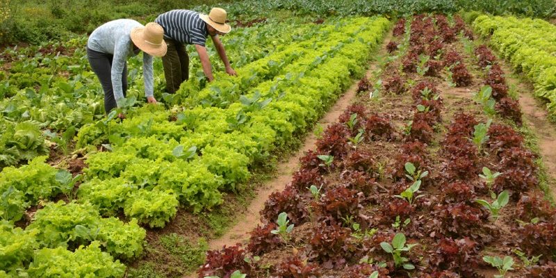 22115127_60116_gdo-2